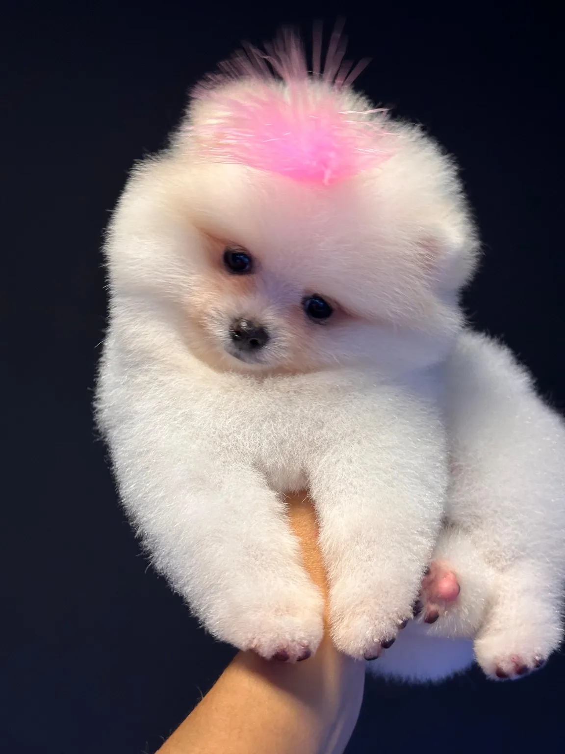 Gerçek Pomeranian Boo